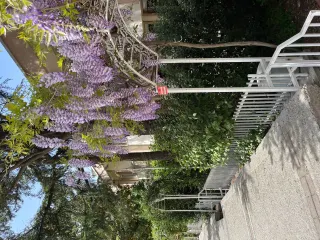 Psk. Şule Lütfiye Kıvrak profilinde yer alan galeri fotoğrafı.