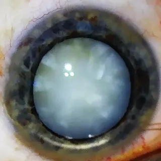 Op. Dr. Ahmet Eroğlu profilinde yer alan galeri fotoğrafı.